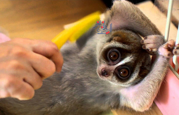 اسم این حیوان چشم گرد تنبل است - Slow loris ، حیوانات بسیار زیبا و بامزه اما خطرناک و کشنده