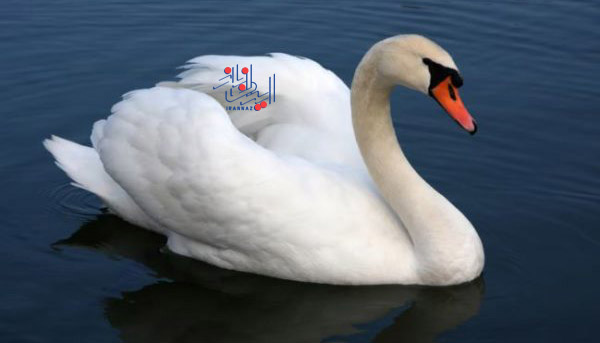 قوی گُنگ - Mute swan ، حیوانات بسیار زیبا و بامزه اما خطرناک و کشنده