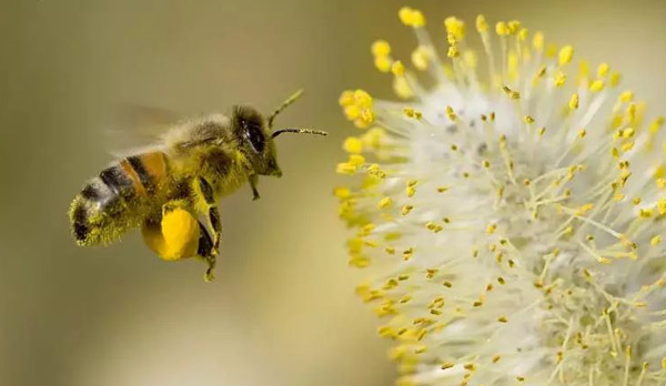 زنبور - Bees