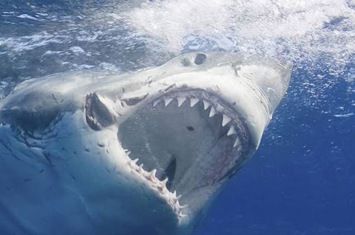 کوسه سفید بزرگ - Great white shark ، خطرناک و کشنده ترین موجودات دریایی و آبزی