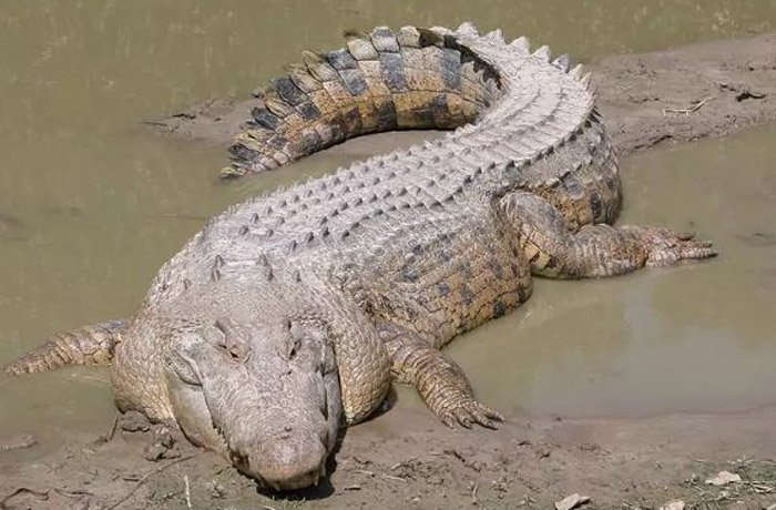 تمساح آب شور - Saltwater crocodile ، خطرناک و کشنده ترین موجودات دریایی و آبزی