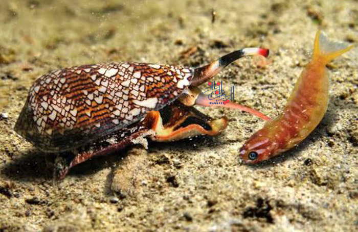 حلزون مخروطی - Cone snails