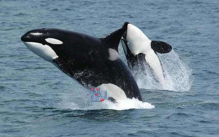 نهنگ قاتل - Orca