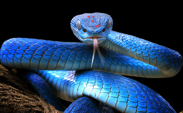 مارها - Snake